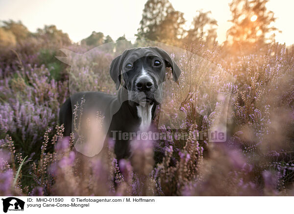 junger Cane-Corso-Mischling / young Cane-Corso-Mongrel / MHO-01590