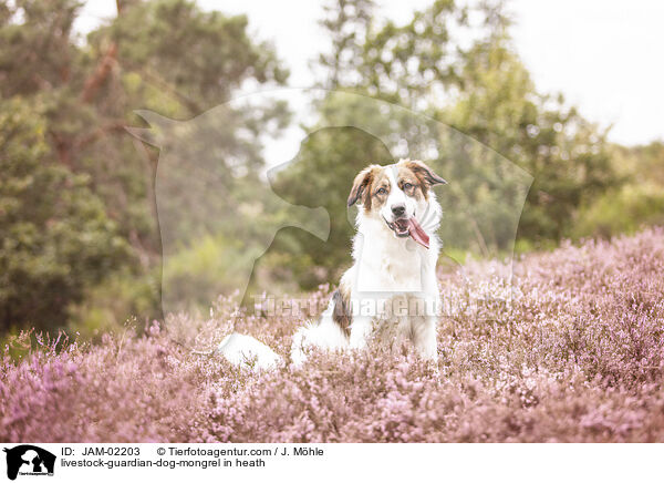 Herdenschutzhund-Mischling in der Heide / livestock-guardian-dog-mongrel in heath / JAM-02203