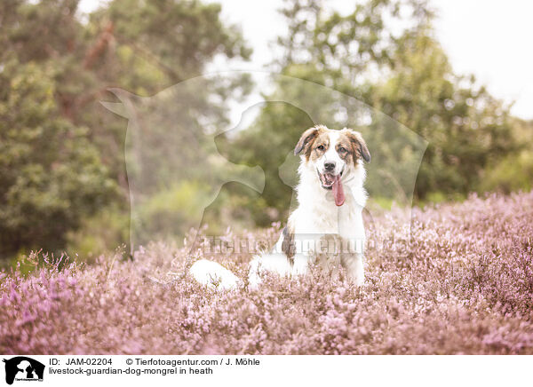 Herdenschutzhund-Mischling in der Heide / livestock-guardian-dog-mongrel in heath / JAM-02204