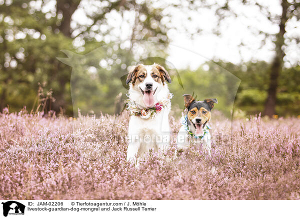 Herdenschutzhund-Mischling und Jack Russell Terrier / livestock-guardian-dog-mongrel and Jack Russell Terrier / JAM-02206