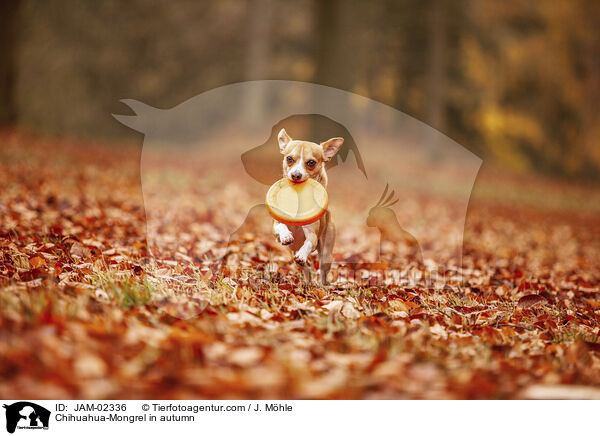 Chihuahua-Mongrel in autumn / JAM-02336