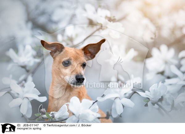 Mischling im Frhling / mongrel in spring / JEB-01147