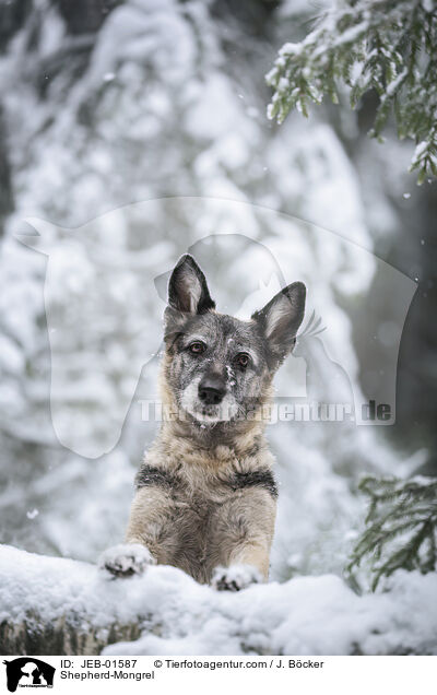 Schferhund-Mischling / Shepherd-Mongrel / JEB-01587