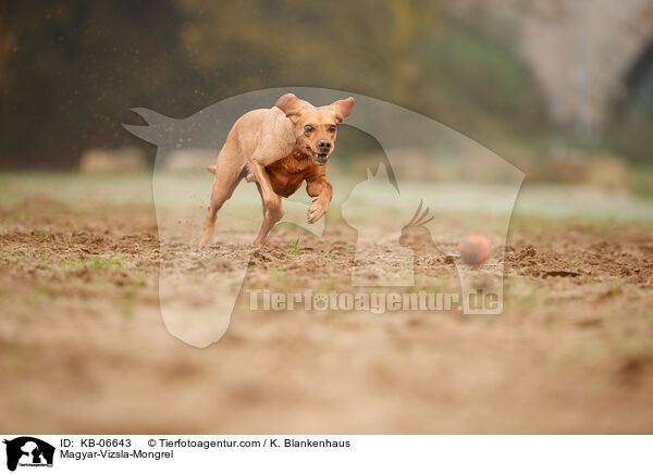 Magyar-Vizsla-Mischling / Magyar-Vizsla-Mongrel / KB-06643