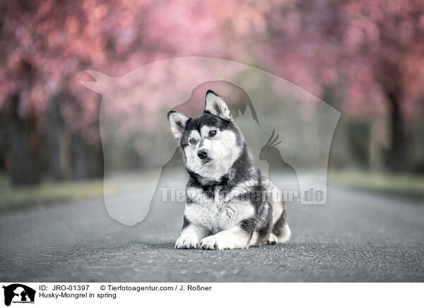 Husky-Mischling im Frhling / Husky-Mongrel in spring / JRO-01397