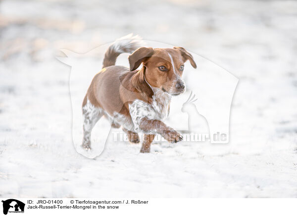 Jack-Russell-Terrier-Mischling im Schnee / Jack-Russell-Terrier-Mongrel in the snow / JRO-01400