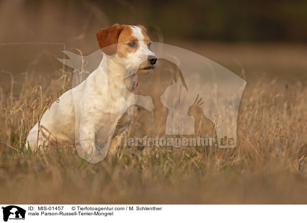 Parson-Russell-Terrier-Mischling Rde / male Parson-Russell-Terrier-Mongrel / MIS-01457