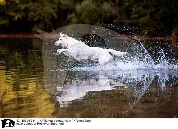 Labrador-Retriever-Schferhund Rde / male Labrador-Retriever-Shepherd / BS-08534