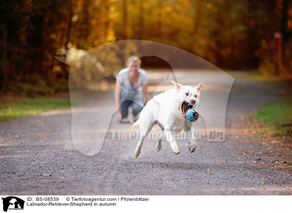 Labrador-Retriever-Schferhund im Herbst / Labrador-Retriever-Shepherd in autumn / BS-08539