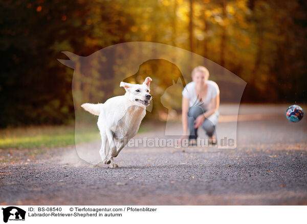 Labrador-Retriever-Schferhund im Herbst / Labrador-Retriever-Shepherd in autumn / BS-08540