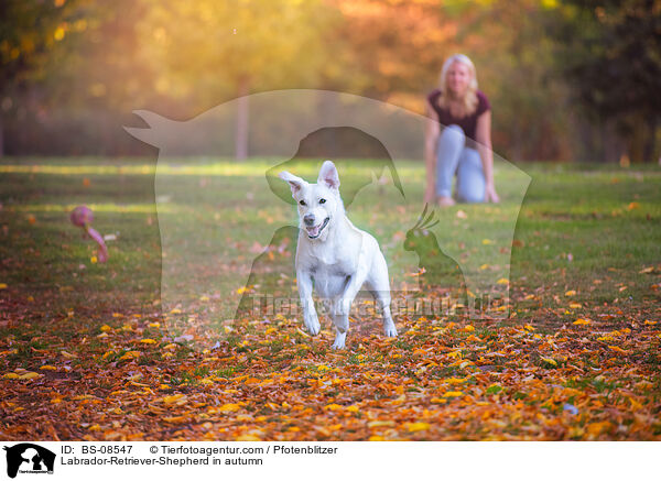 Labrador-Retriever-Schferhund im Herbst / Labrador-Retriever-Shepherd in autumn / BS-08547