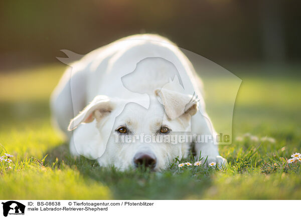 Labrador-Retriever-Schferhund Rde / male Labrador-Retriever-Shepherd / BS-08638