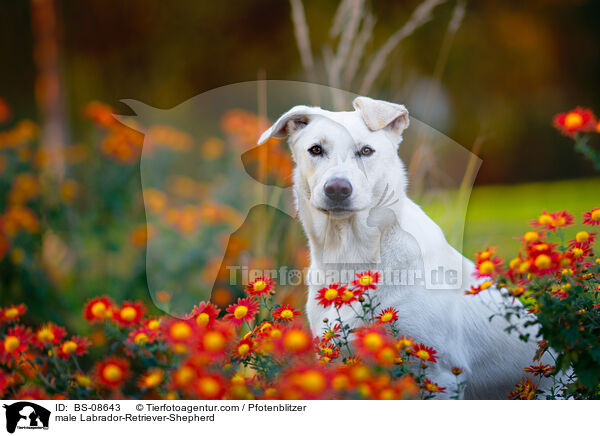 Labrador-Retriever-Schferhund Rde / male Labrador-Retriever-Shepherd / BS-08643