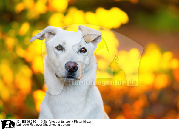 Labrador-Retriever-Schferhund im Herbst / Labrador-Retriever-Shepherd in autumn / BS-08646