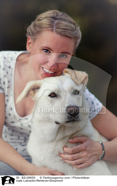 Labrador-Retriever-Schferhund Rde / male Labrador-Retriever-Shepherd / BS-08650