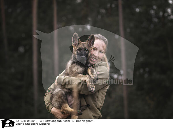 junger Schferhund-Mischling / young Shepherd-Mongrel / SIB-01851