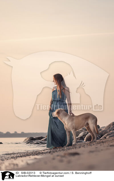 Labrador-Retriever-Mischling im Sonnenuntergang / Labrador-Retriever-Mongel at sunset / SIB-02013