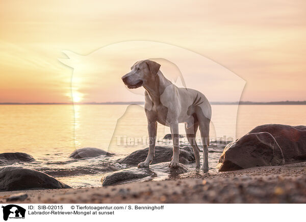 Labrador-Retriever-Mischling im Sonnenuntergang / Labrador-Retriever-Mongel at sunset / SIB-02015