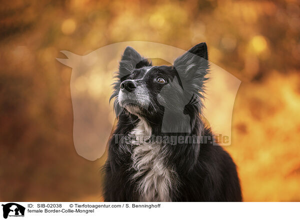 Border-Collie-Mischling Hndin / female Border-Collie-Mongrel / SIB-02038