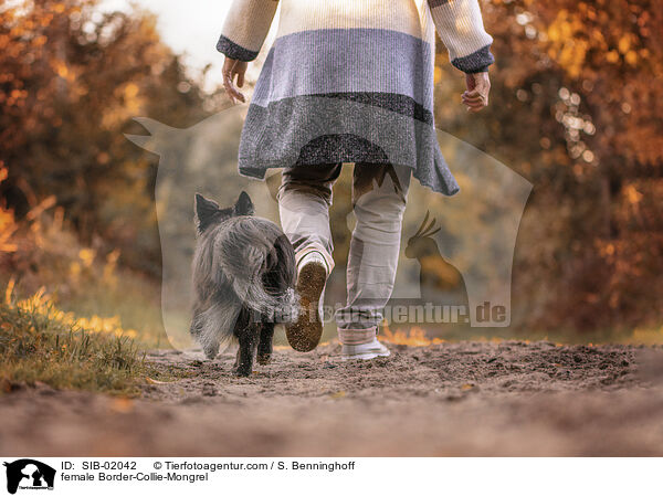 Border-Collie-Mischling Hndin / female Border-Collie-Mongrel / SIB-02042