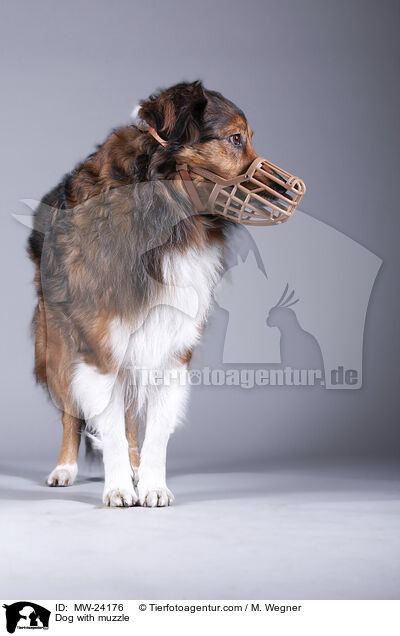 Hund mit Maulkorb / Dog with muzzle / MW-24176