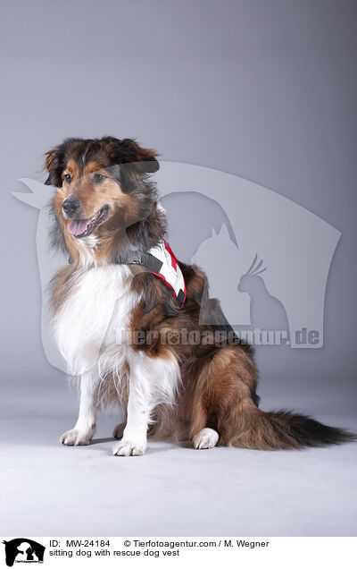 sitzender Hund mit Rettungshundweste / sitting dog with rescue dog vest / MW-24184