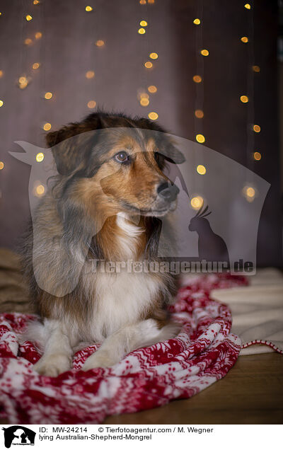 liegender Australian-Shepherd-Mix / lying Australian-Shepherd-Mongrel / MW-24214