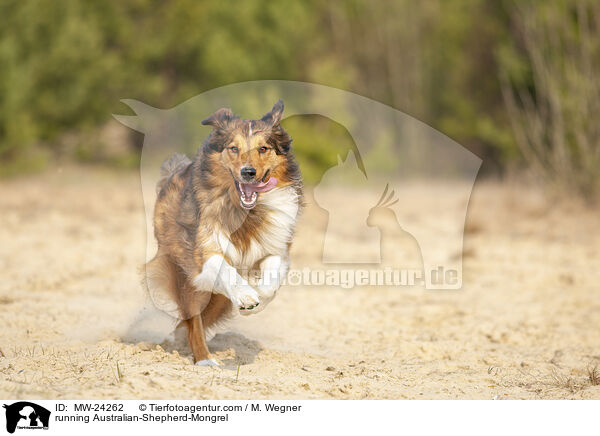 rennender Australian-Shepherd-Mix / running Australian-Shepherd-Mongrel / MW-24262