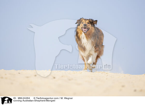 rennender Australian-Shepherd-Mix / running Australian-Shepherd-Mongrel / MW-24264