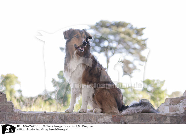 sitzender Australian-Shepherd-Mix / sitting Australian-Shepherd-Mongrel / MW-24288