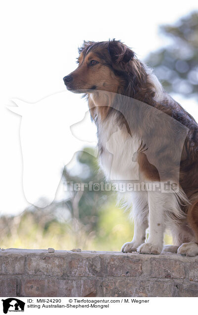 sitzender Australian-Shepherd-Mix / sitting Australian-Shepherd-Mongrel / MW-24290