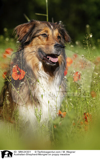 Australian-Shepherd-Mix auf Mohnwiese / Australian-Shepherd-Mongrel on poppy meadow / MW-24301