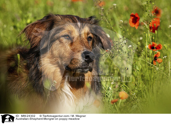 Australian-Shepherd-Mix auf Mohnwiese / Australian-Shepherd-Mongrel on poppy meadow / MW-24302