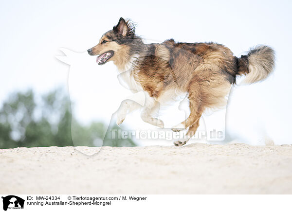 rennender Australian-Shepherd-Mix / running Australian-Shepherd-Mongrel / MW-24334