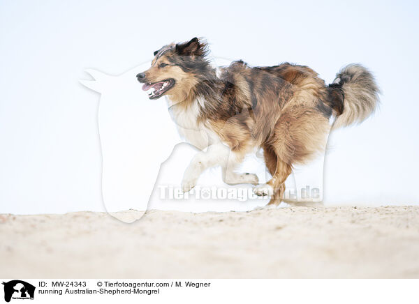 rennender Australian-Shepherd-Mix / running Australian-Shepherd-Mongrel / MW-24343