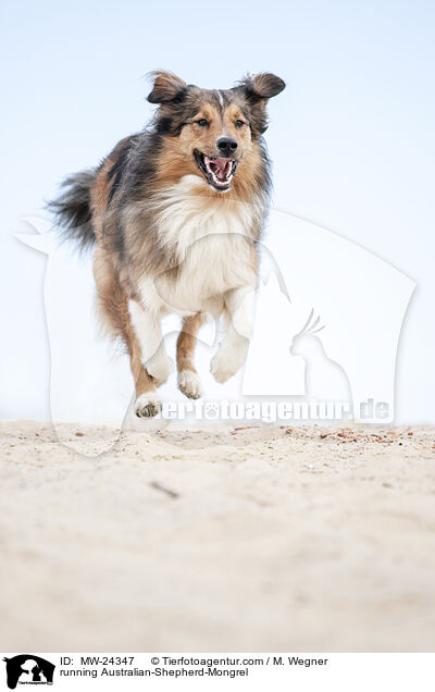 rennender Australian-Shepherd-Mix / running Australian-Shepherd-Mongrel / MW-24347