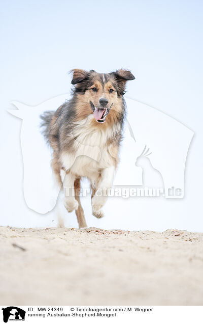 rennender Australian-Shepherd-Mix / running Australian-Shepherd-Mongrel / MW-24349