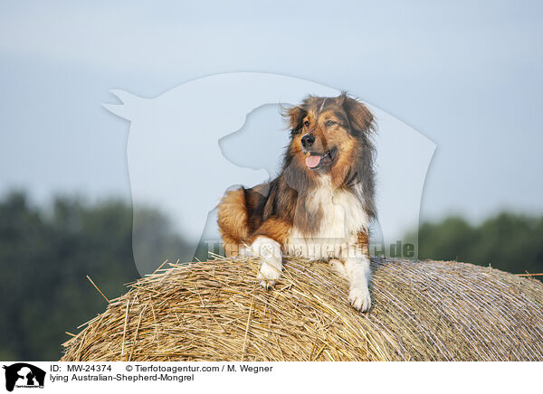 liegender Australian-Shepherd-Mix / lying Australian-Shepherd-Mongrel / MW-24374