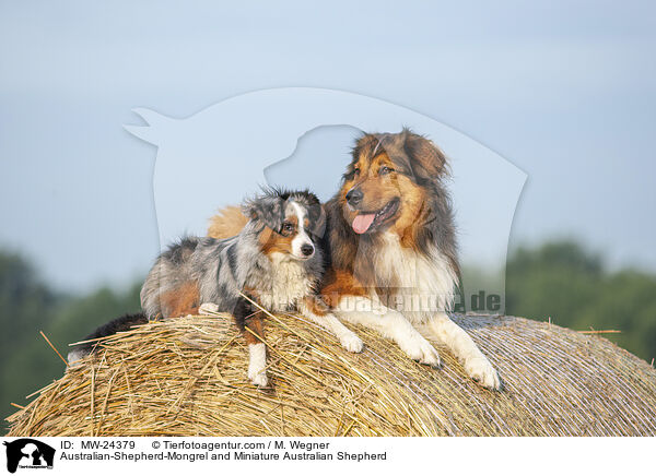 Australian-Shepherd-Mix und Miniature Australian Shepherd / Australian-Shepherd-Mongrel and Miniature Australian Shepherd / MW-24379