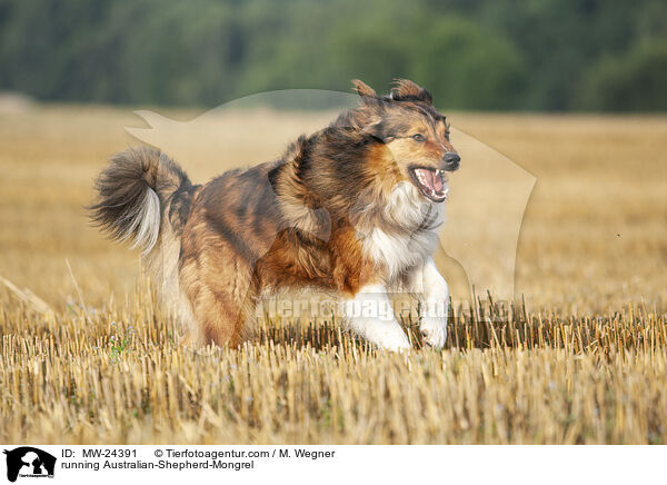 rennender Australian-Shepherd-Mix / running Australian-Shepherd-Mongrel / MW-24391