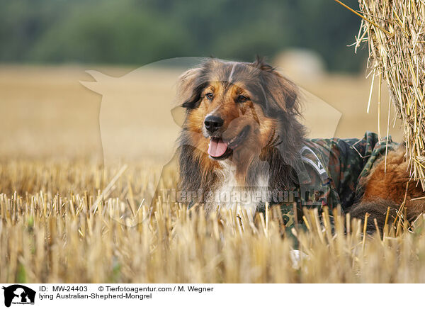 liegender Australian-Shepherd-Mix / lying Australian-Shepherd-Mongrel / MW-24403