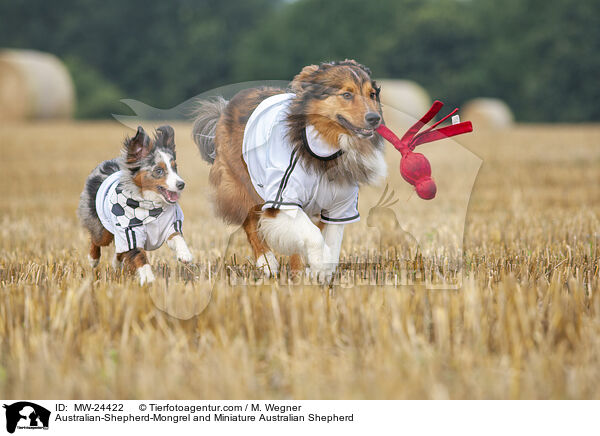 Australian-Shepherd-Mix und Miniature Australian Shepherd / Australian-Shepherd-Mongrel and Miniature Australian Shepherd / MW-24422