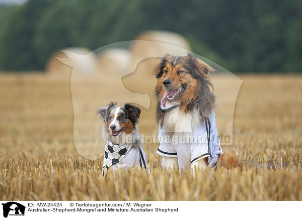 Australian-Shepherd-Mix und Miniature Australian Shepherd / Australian-Shepherd-Mongrel and Miniature Australian Shepherd / MW-24424