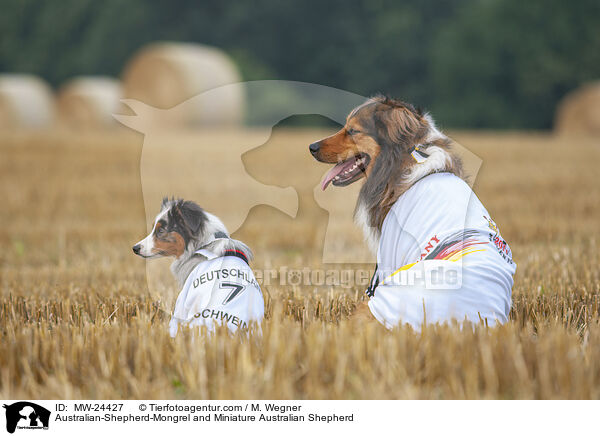 Australian-Shepherd-Mix und Miniature Australian Shepherd / Australian-Shepherd-Mongrel and Miniature Australian Shepherd / MW-24427