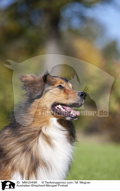 Australian-Shepherd-Mix Portrait / Australian-Shepherd-Mongrel Portrait / MW-24486