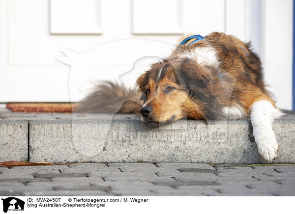 liegender Australian-Shepherd-Mix / lying Australian-Shepherd-Mongrel / MW-24507