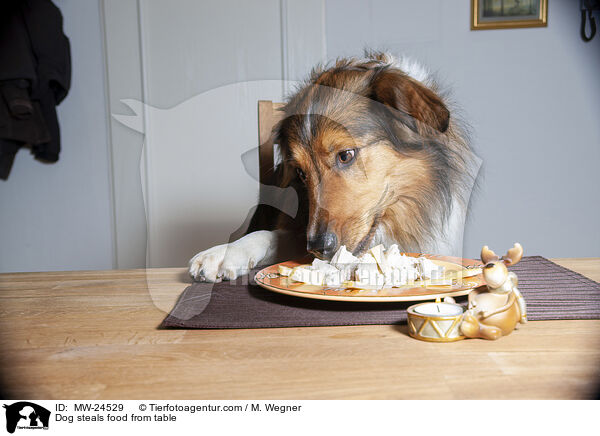 Hund klaut Essen vom Tisch / Dog steals food from table / MW-24529