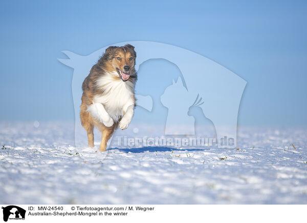 Australian-Shepherd-Mix im Winter / Australian-Shepherd-Mongrel in the winter / MW-24540