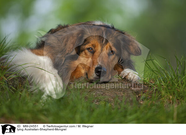 liegender Australian-Shepherd-Mix / lying Australian-Shepherd-Mongrel / MW-24551