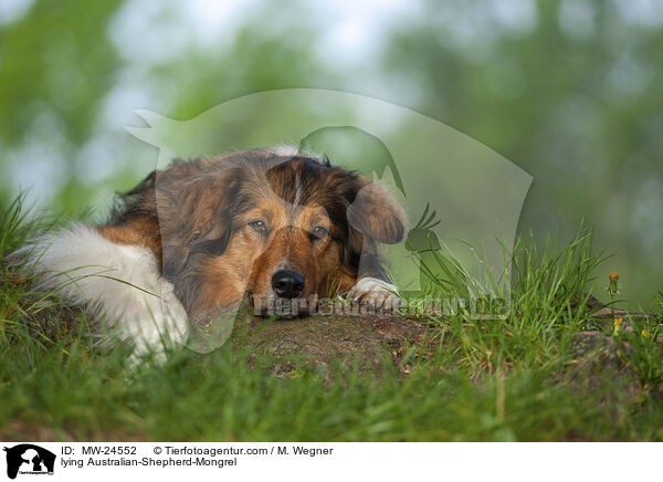 liegender Australian-Shepherd-Mix / lying Australian-Shepherd-Mongrel / MW-24552